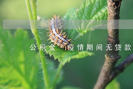 公积金 疫情期间无贷款逾期 公积金 疫情期间无贷款逾期